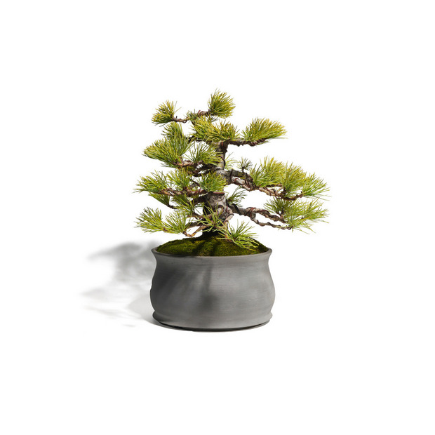 五葉松　-Japanese white pine-　（推定樹齢35年） 詳細画像